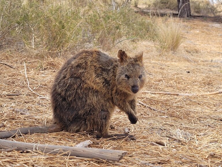 Rottnest Island, Quokka